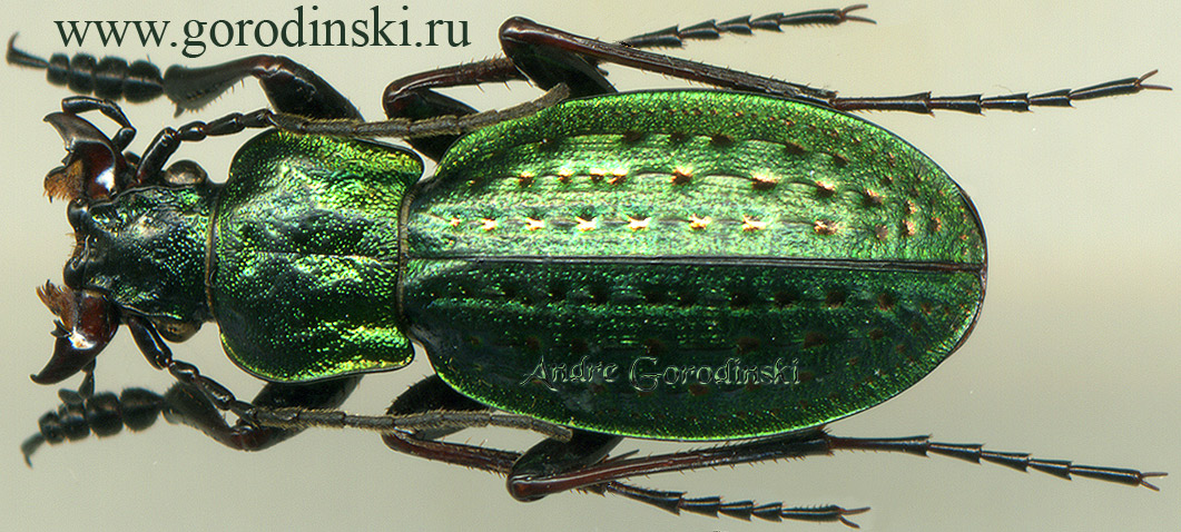 carabus/Rhigocarabus handelmazzettii handelmazzettii.jpg